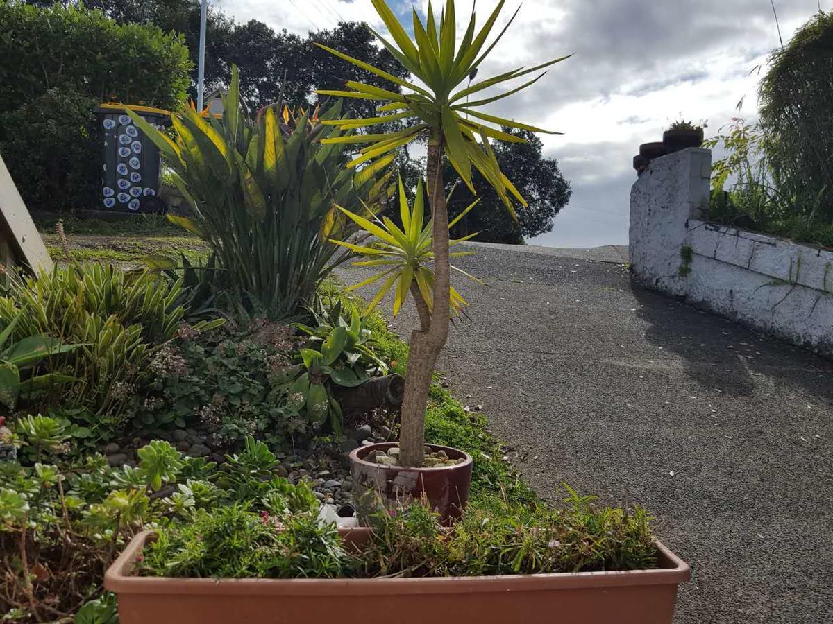 Harbour View Guesthouse Auckland Exteriör bild